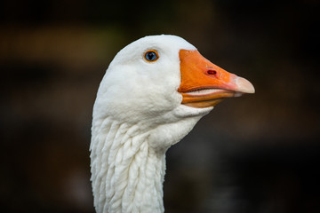 Die Hausgans ist ein Haustier und wird als Heim- und Nutztier gehalten