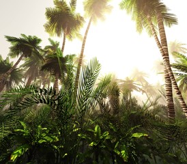Fototapety  Dżungla rano we mgle, palmy we mgle. renderowania 3D.