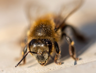 bee on a flower