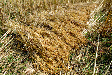 Hand harvesting in rural Thailand.The straw is tied with a rope that is sharpened from bamboo.