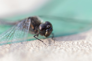 fly on leaf