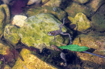 The frog sitting in the water close-up