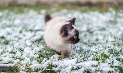 Birmanese cat sitting in snow