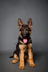German shepherd puppy in studio on a gray background.
