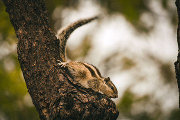 Squirrel on tree