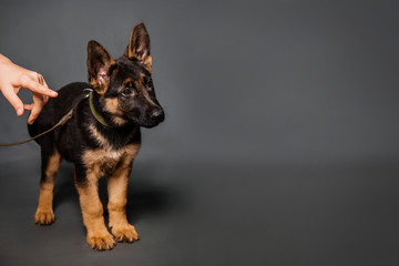 A humans hand indicates where to look German shepherd puppy.