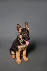 German shepherd puppy in studio on a gray background.