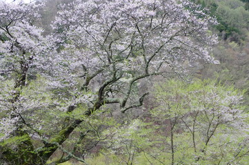 さくら咲く