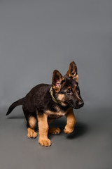 German shepherd puppy in studio on a gray background.