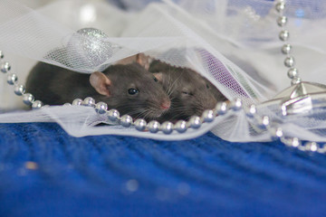 Gray mice hid in a New Year's decoration for the Christmas