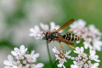 bee on flower