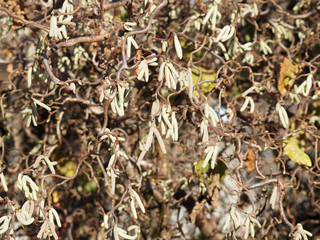 (Corylus avellana contorta) Noisetier tortueux décoratif aux ramures tortueuses garnies de chatons pendants jaune pâle en automne