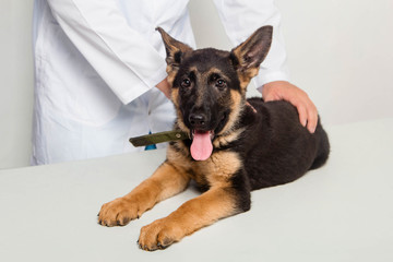 A puppy of a German shepherd on examination by a veterinarian in a clinic lies on a table. Hands of a veterinarian hold a dog, close up.