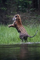 The Siberian tiger (Panthera tigris Tigris), or  Amur tiger (Panthera tigris altaica) in the forest walking in a water.