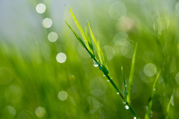 Fototapeta premium grass, and bokeh