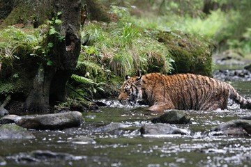 Plakat The Siberian tiger (Panthera tigris Tigris), or Amur tiger (Panthera tigris altaica) in the forest walking in a river.