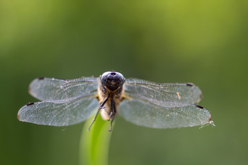 Nahaufnahme einer Libelle auf einem Grashalm