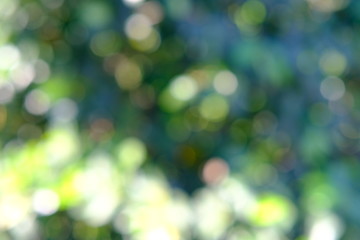 Obraz premium green bokeh background
