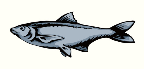 Big sea fish. Vector drawing