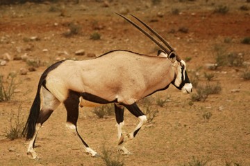 The gemsbok or gemsbuck (Oryx gazella) standing on the sand in Kalahari desert.