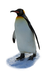 Fototapeta na wymiar The Emperor Penguin (Aptenodytes forsteri) - isolated on white background.