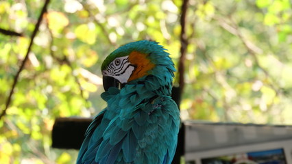 blue and yellow macaw