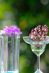 glasses of cocktails on green background