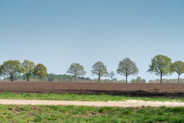Fototapeta na wymiar Trees along the horizon on the hills of the Hondsrug (hills) in Drenthe (The Netherlands) near Buinen