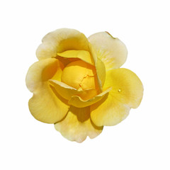 Beautiful yellow rose isolated on a white background