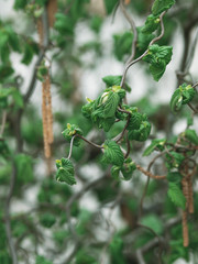 (Corylus avellana contorta) Noisetier tortueux décoratif aux ramures tortueuses