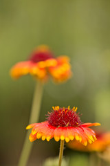 Gorgeous Indian Blanket (Gaillardia pulchella) flowers close-up, blurred background	