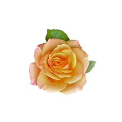 Beautiful yellow rose isolated on a white background