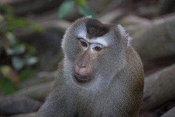 sad eyes of a monkey in a zoo