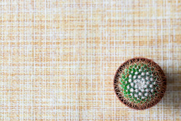 cactus on a fabric background with a place for an inscription