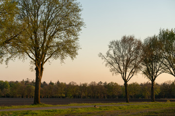Dog running below trees