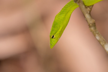Oriental Whip snakes (Ahaetulla prasina) a very common rear-fanged venomous snake in Thailand.