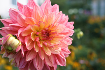 Dahlia flower closeup.
