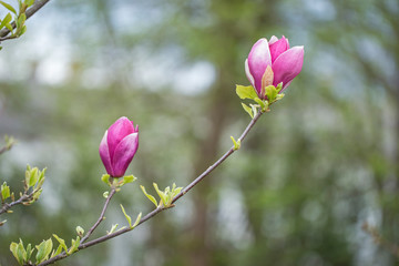 Fototapeta premium Magnolia × soulangeana (saucer magnolia) is a hybrid plant in the genus Magnolia and family Magnoliaceae. Magnolia × soulangeana flowers, blurred beautiful bokeh background