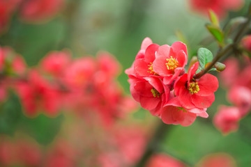 Ornamental flowering shrub Chaenomeles japonica. The bush Chaenomeles japonica blooms. 