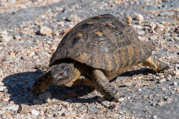 Athen / Schildkröte