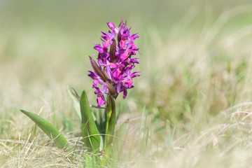 The elder-flowered orchid (Dactylorhiza sambucina) is an herbaceous plant belonging to the family Orchidaceae.  Wild orchid elder-flowered Orchid (Dactylorhiza sambucina) close-up macro. 