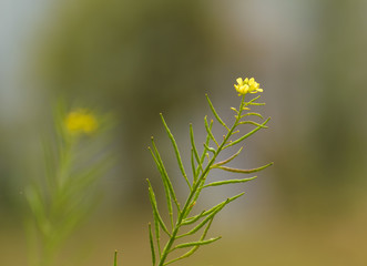 The yellow flowers of the Brassica spp, a plant that belongs to the mustard family, in a garden in the Himalayan village of Chaukori in Uttarakhand, India.