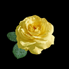 Beautiful yellow rose isolated on a black background