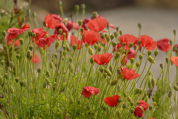 Bright red Himalayan poppies in a garden in the Himalayan village of Chaukori in Uttarakhand, India.