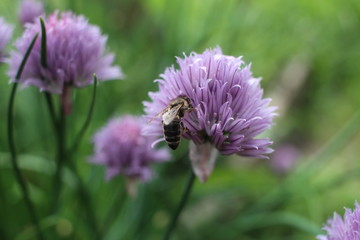 wasp sitting on a flower in the summer garden insect bee collects nectar