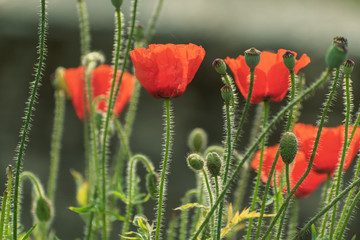 Obraz premium Bright red Himalayan poppies in a garden in the Himalayan village of Chaukori in Uttarakhand, India.