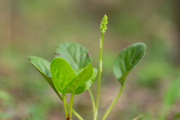 Pyrola rotundifolia, the round-leaved wintergreen, is a plant species of the Ericaceae family. Round-leaved wintergreen (Pyrola rotundifolia) in natural habitat. 