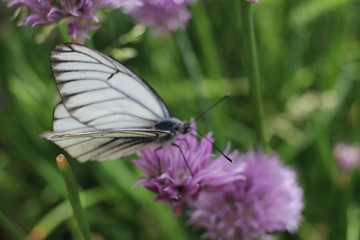 beautiful white butterfly sits on a flower in the summer garden collecting nectar