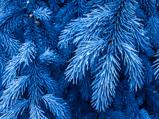 Fir Tree Navy Blue Texture. Spruce Branches with Rain Drops. Coniferous tree. Classic Blue Floral Background