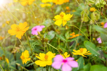 Fototapeta premium Closeup group of yellow and light violet flowers with sun flare in the garden.